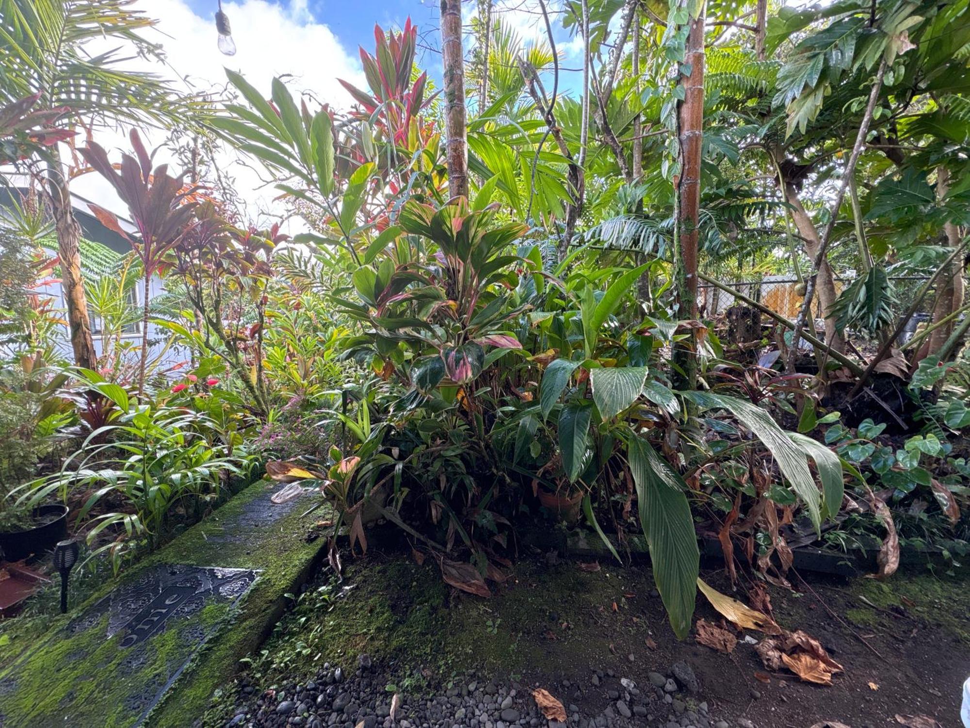 Hawaiian Ohana Home Hilo Exterior foto